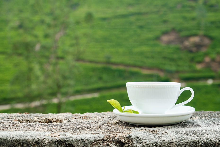 Le thé vert, bien plus qu'une simple boisson au Japon !