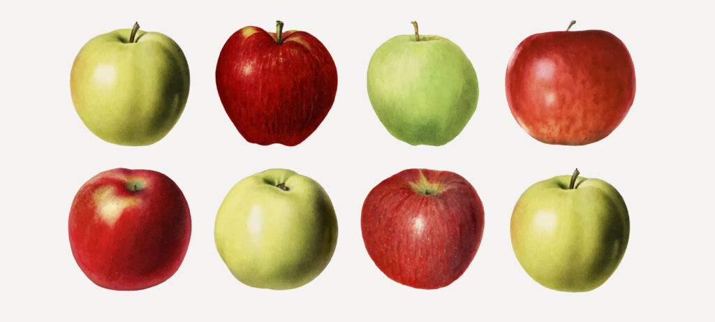 Tout savoir sur la pomme Braeburn